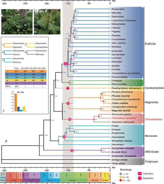 Phylogenetic summary of the flowering plants and placement of Chloranthaceae